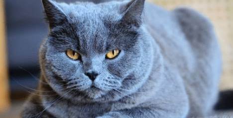 Rüyada Mavi Kedi Görmek Ne Demek? (Rüya Tabiri)