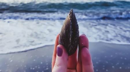 Rüyada Midye Yemek Ne Anlama Gelir? Rüya Tabiri ve Gerçek Hayattaki İşaretleri