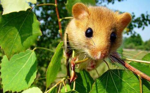 Rüyada Sarı Fare Görmek Ne Demek?