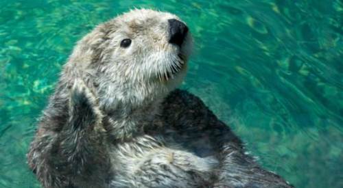 Rüyada Su Samuru Görmek (Rüya Tabiri)