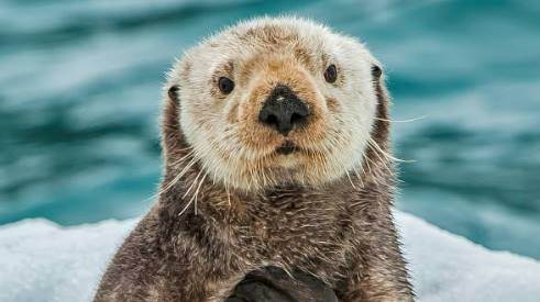 Rüyada su samuru görmek tabiri nedir? Neye yorumlanır?