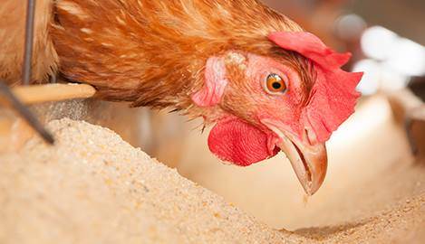 Rüyada Tavuklara Yem Vermek Ne Demek?