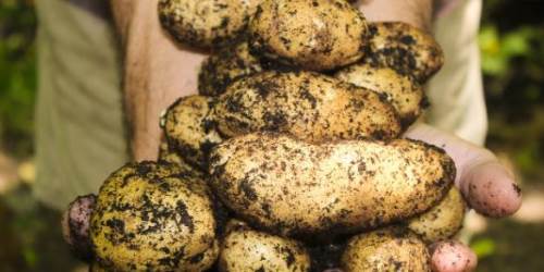 Rüyada Topraktan Patates Çıkarmak: Diyanet Yorumu
