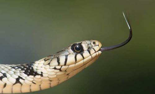 Rüyada Yatak Odasında Yılan Görmek Nasıl Yorumlanır?