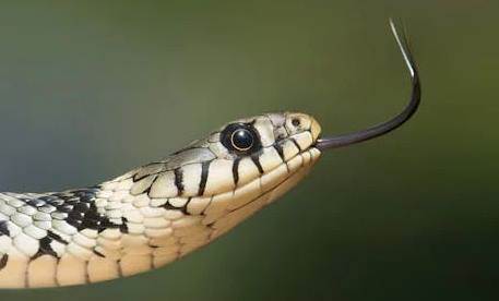 Rüyada Yılan Kafası Görmek Ne Anlama Gelir?