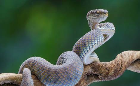 Rüyada Yılanın Başını Kesmek Ne Anlama Gelir?