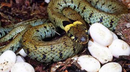 Rüyada Yılanın Doğurduğunu Görmek (Rüya Tabiri)