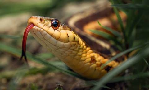Rüyada Yılanın Kafasını Kesmek