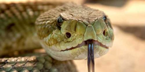 Rüyada Yılanın Kafasını Koparmak Ne Anlama Gelir? (Rüya Tabiri)