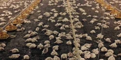 SABAHA KARŞI HEPSİ ÖLDÜ