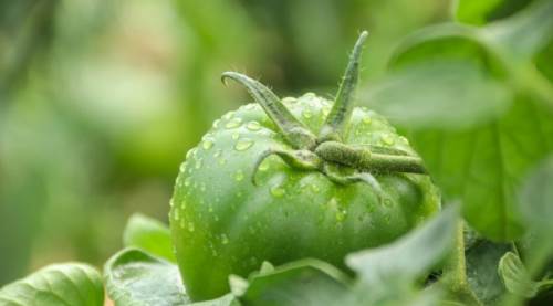 Saç Dökülmesine Karşı Doğal Bir Çözüm: Yeşil Domates... Faydaları ve Kullanımı