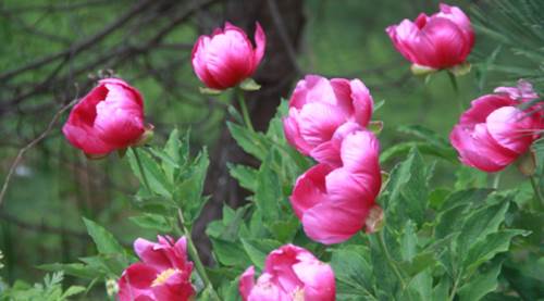 Sadece 15 gün yaşıyor: Koparırsanız cezası 244 bin TL!