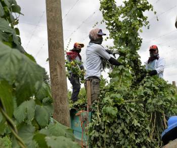 Sadece Bilecik’Te Yetişen Şerbetçiotunun Hasadı Başladı
