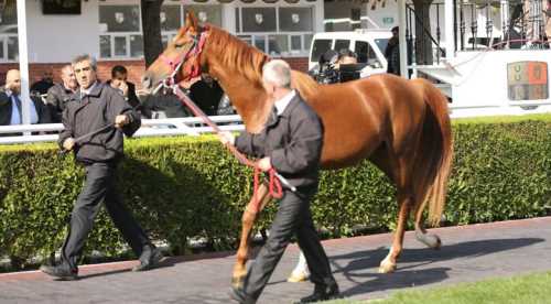 Safkan Arap tayları yarım saatte tükendi