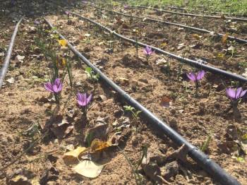 Safran Bitkisi Deneme Ekiminden Olumlu Sonuç
