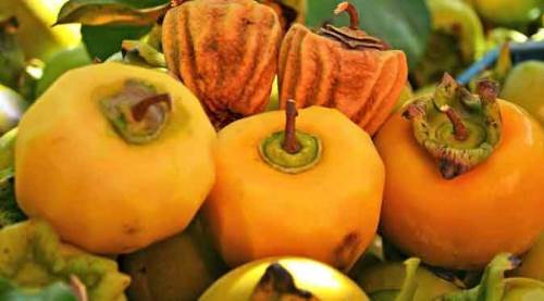 Sağlığa faydası saymakla bitmiyor, fiyatı ise...