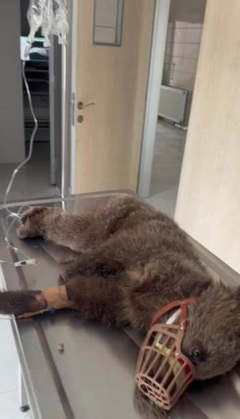 Sağlığına Kavuşan Yavru Boz Ayı Doğaya Bırakıldı
