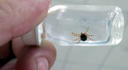 Sağlık Bakanlığı'ndan kene uyarısı geldi!