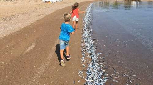 Sahile vuran yüzlerce sardalya korkuttu