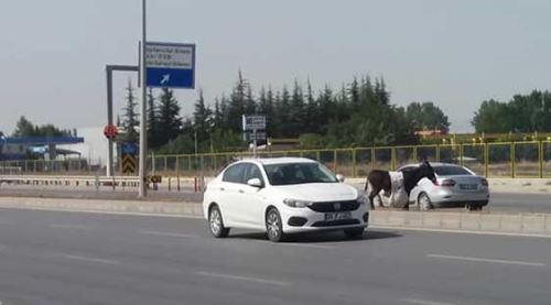 Sahipsiz eşek Eskişehir'i karıştırdı!