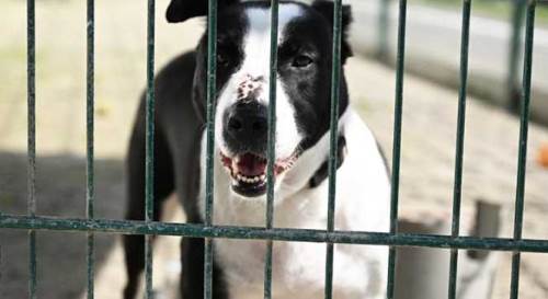 Sahipsiz hayvanlar için belediyelere kritik uyarı: 17 Mart’a kadar...