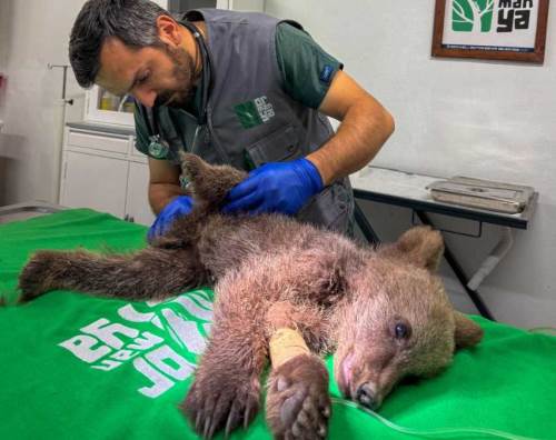 Sakarya’da bulunan yaralı yavru ayı tedavi altında