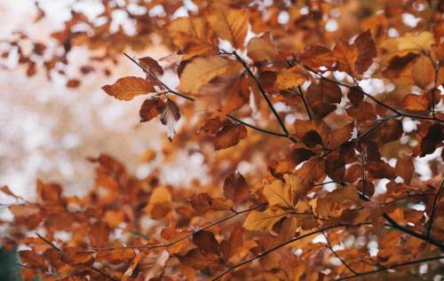 Sakarya'da hava durumu nasıl olacak? (1 Kasım 2024)