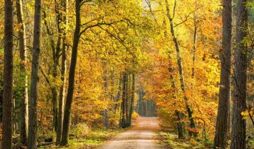 Sakarya'da hava durumu nasıl olacak? (15 Kasım 2024)