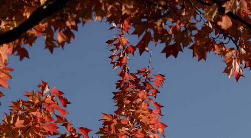Sakarya'da hava durumu nasıl olacak? (20 Kasım 2024)