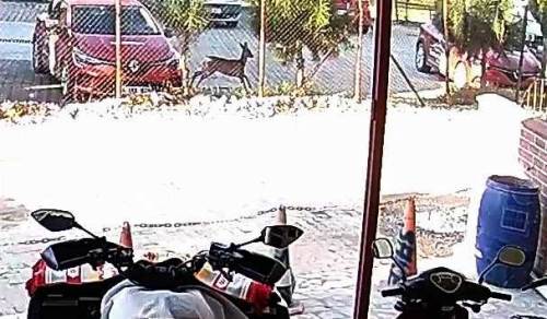 Sakarya'da herkesi şaşırtan karaca yine ortaya çıktı!