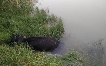 Sakarya Nehri’Ne Düşen İneği Afad Ekipleri Kurtarıldı
