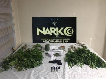 Saksıda Kenevir Yetiştiren Zabıta Memuru Ve Arkadaşını Polis Yakaladı
