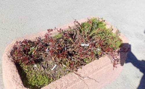 Saksıdaki çöpler vatandaşın hoşuna gitmiyor