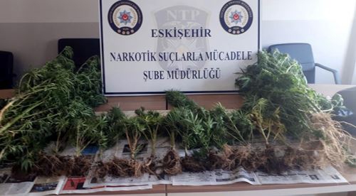 Saksılarda Hint keneviri yetiştirmiş