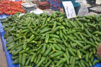 Salatalık Tarlada 30 Kuruş Pazarda 1,5 Lira