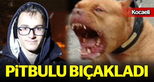 Saldıran pitbulu bıçakladı!
