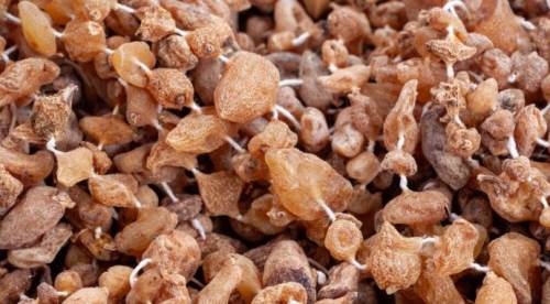 Salep Nasıl Yetiştirilir? 