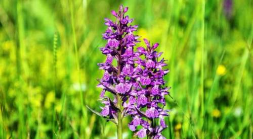 Salep Yetiştiriciliği: Nasıl Yapılır, Zorlukları ve Devlet Destekleri