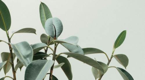 Salon Çiçeklerine Gübre Verilir mi, Hangi Gübreler Verilir?