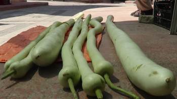 Sandıklı’Da Boyu İki Metreyi Geçen Organik Kabaklar
