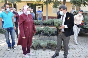 Sandıklı’Da Çiftçilere Lavanta Fidesi Dağıtımı Yapıldı
