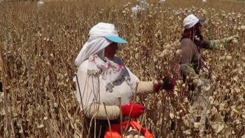 Sandıklı’Da Haşhaş Hasadı Başladı
