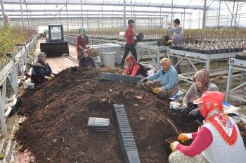 Sandıklı’Da Jeotermal Serada Yılda 3 Milyon Meyve Fidanı Üretiyor
