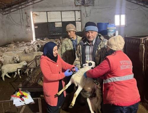 Sandıklı’da küçükbaş hayvanlara çiçek ve veba aşılaması başlatıldı