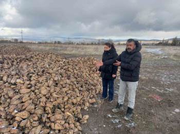 Sandıklı’Da Şeker Pancarı Hasadı Devam Ediyor
