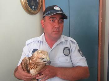 Sandıklı’Da Yaralı Bulunan Kızıl Şahin Koruma Altına Alındı
