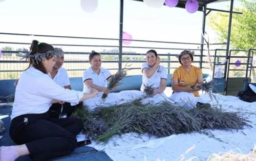 Sandıklı'nın lavanta tarlasında hasat keyfi