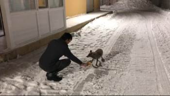 Şantiye Çalışanları Anne Tilki Ve Yavrusunu Elleriyle Besliyor

