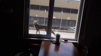 Şantiyeye Gelen Tilkiyi Elleriyle Besliyor
