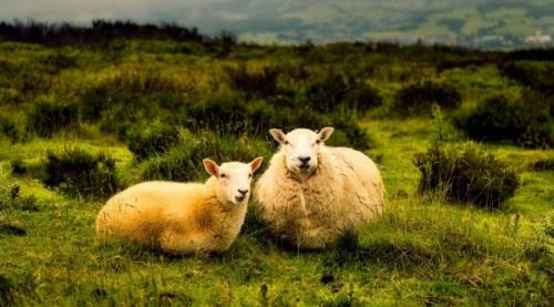 Şap Hastalığı Nedir? Belirtileri, Yayılma Yöntemleri ve Önleme Yolları